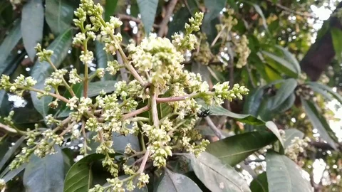 Mango Flower On The Top Of The Tree Stock Footage 125924323