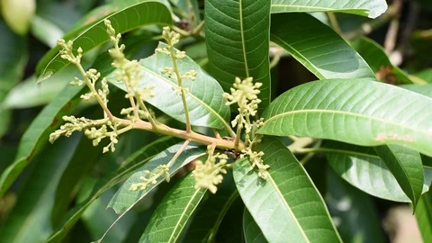 Mango flower on tree 库存影片 87671138
