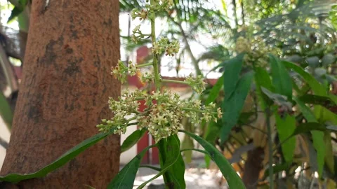Mango flower in tree. Stock Footage 149770278