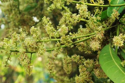 Mango flower in the tree Stock Photos