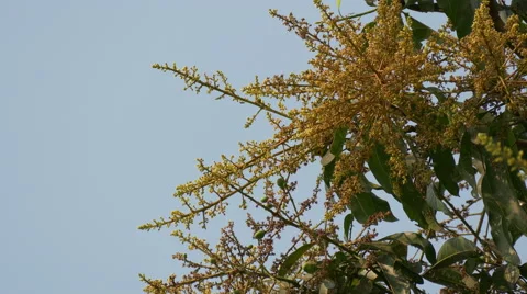 The Mango Flowering 4K Stock Footage 48757205