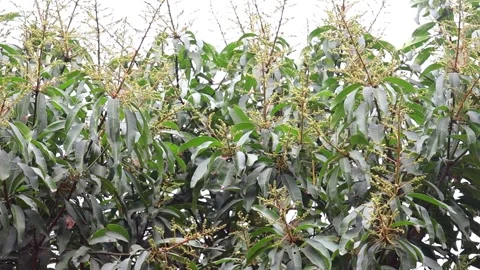 Mango flowers bloom in bunches on the mango tree Stock Footage 317867803