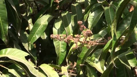 Mango Flowers Stock Footage 10772330