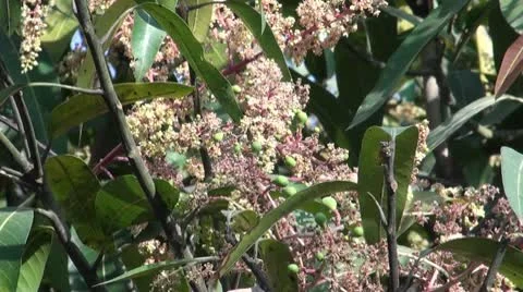 Mango Flowers Stock Footage 10772333