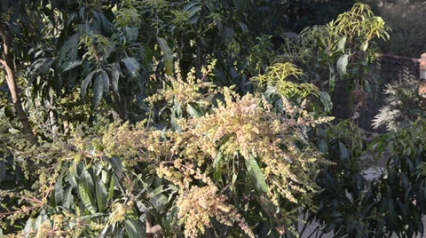 Mango flowers Stock Footage 34243610