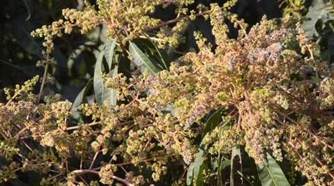 Mango flowers Stock Footage 34245660