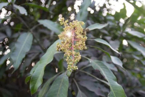 Mango flowers Stock Photos