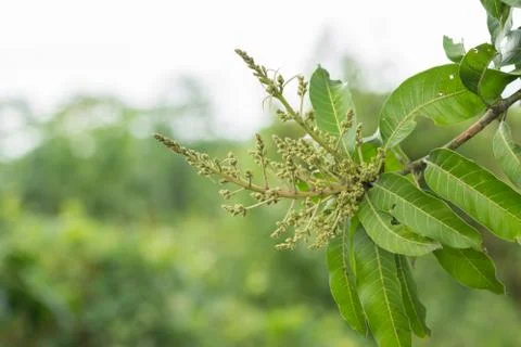 Mango flowers Stock Photos