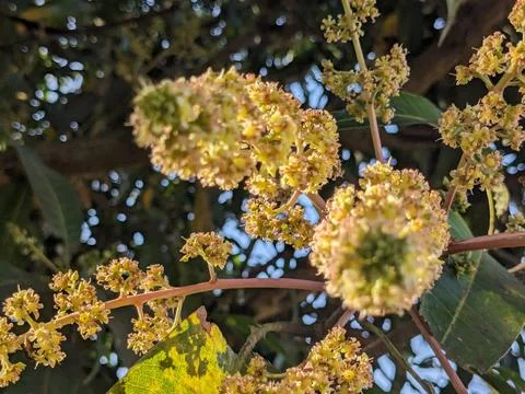 Mango flowers in the tree Stock Photos