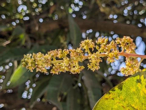 Mango flowers in the tree Stock Photos