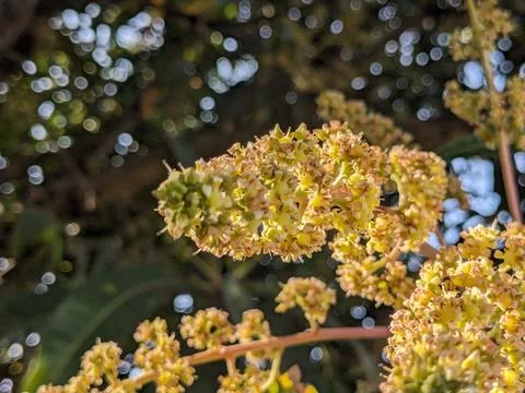 Mango flowers in the tree Stock Photos