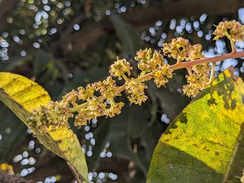 Mango flowers in the tree Stock Photos