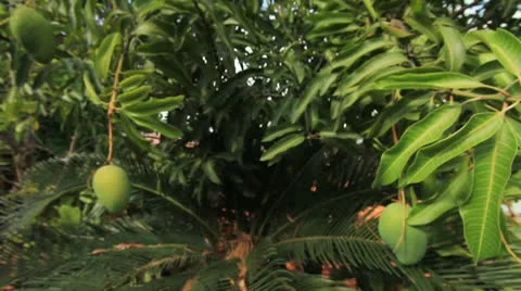 Mango Video stock 10794068