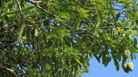 Mango Video stock 11260106