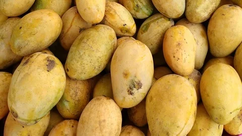 Mango Stock Footage 110853329