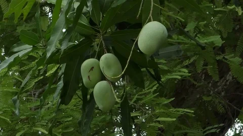 Mango Stock Footage 112615605