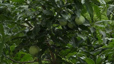 Mango Stock Footage 112615654