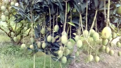 Mango Video stock 155702296