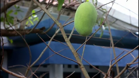 Mango Stock-Footage 216239821
