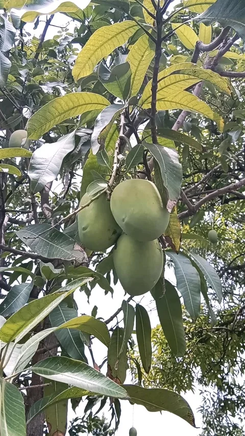 Mango Video stock 221456914