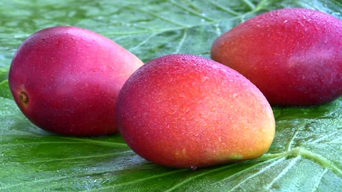 Mango 스톡 동영상 327514677