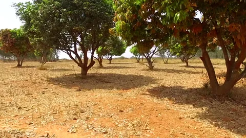 Mango Forest Stock-Footage 138872004