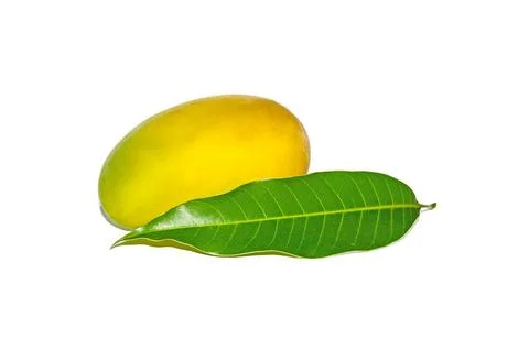 Mango fruit and Mango leaves for isolated the background on white background, Stock Photos