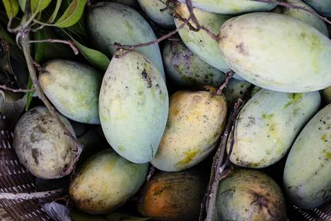 Mango Fruit Background Stock Photos