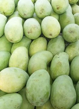 Mango fruit background, pile of green thin mango fruit Stock Photos