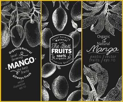 Mango fruit banner set. Hand drawn vector fruit illustration on chalk board Stock Illustration