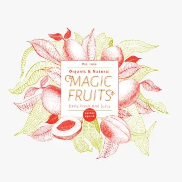 Mango fruit banner template. Hand drawn vector fruit illustration. Engraved Stock Illustration