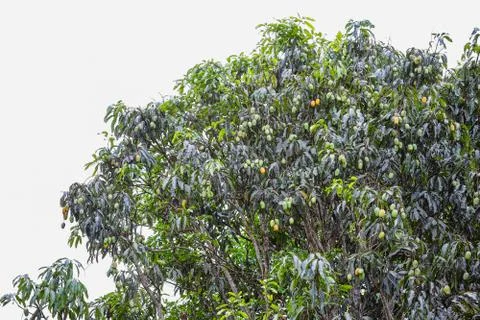 Mango fruit on big mango tree Stock Photos