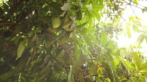 Mango fruit blowing in the wind on a mango tree with sun flare. Stock Footage 112712933