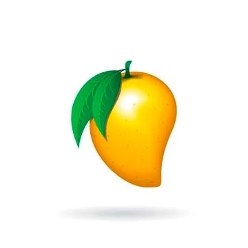 Mango fruit contour abstract on stark white background Stock Illustration