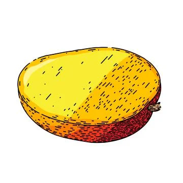 Mango fruit cut sketch hand drawn vector Stock Illustration