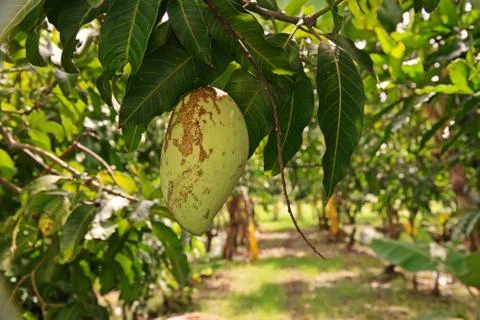 Mango fruit damage from thrip Stock Photos