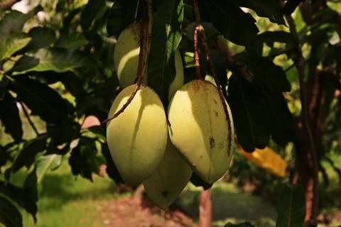 Mango fruit damage from thrip Stock Photos