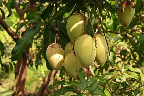 Mango fruit damage from thrip Stock Photos
