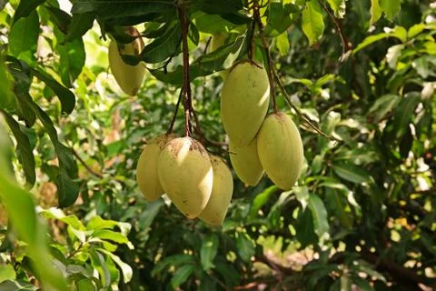 Mango fruit damage from thrip Stock Photos
