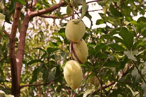 Mango fruit damage from thrip Stock Photos