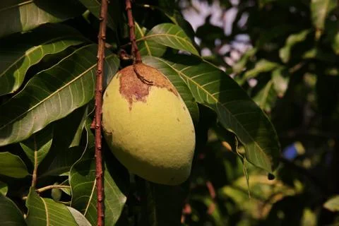 Mango fruit damage from thrip Stock Photos