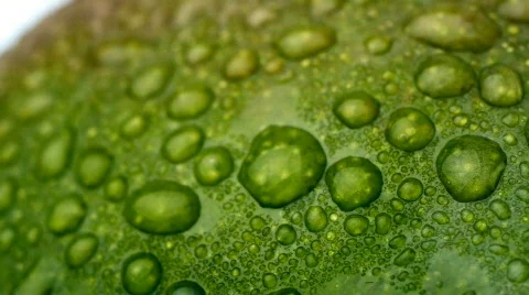 Mango fruit with dew 1 Stock Footage 640679