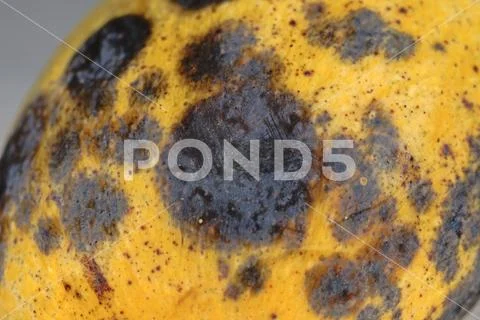 Mango fruit disease caused by fungi Stock Photos