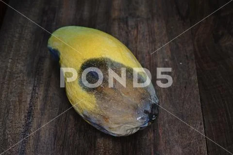 Mango fruit disease caused by fungi Stock Photos