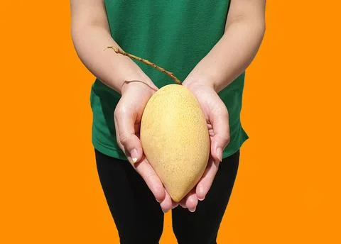 Mango fruit on farmer hand with isolate orange background. Stock Photos