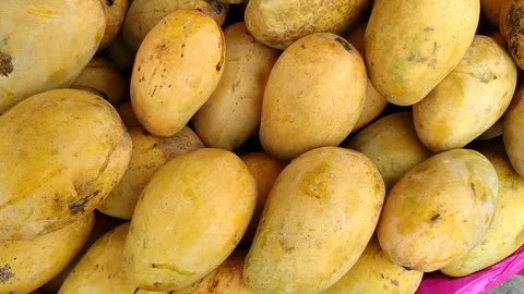 Mango Fruit Stock Footage 110854941