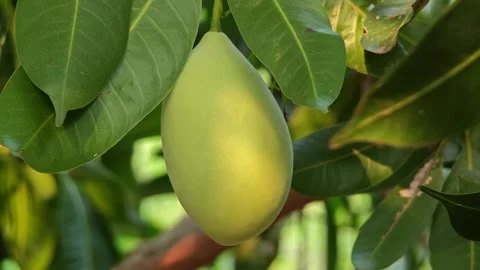 Mango fruit, fresh green mango. Stock Footage 306759567