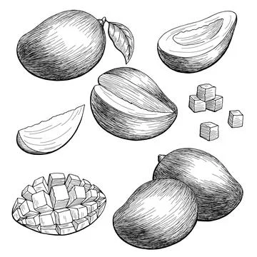 Mango fruit graphic black white isolated sketch illustration vector Stock Illustration
