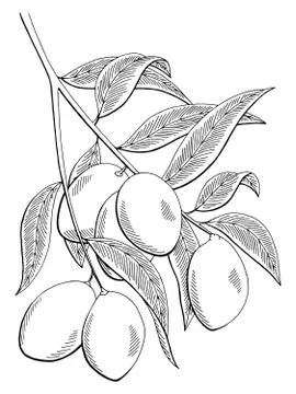 Mango fruit graphic branch black white isolated sketch illustration vector Stock Illustration
