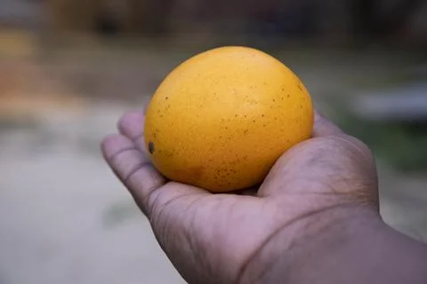 Mango fruit in hand on blurred background. Close-up Stock Photos